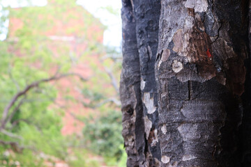 black color tree trunk pattern