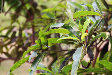 mango leaves