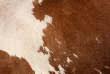 Texture of a brown Cow Coat