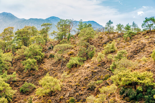 Narrow hiking trail Lycian Way - Cirali, Antalya Province, Turkey, Asia