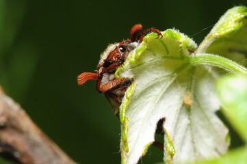 big brown beetle on the green leaf