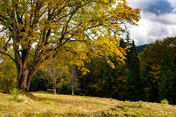 autumn trees in the park