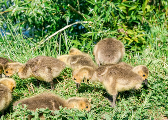 Canada goose chicks grazing