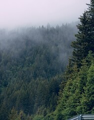 fog in the mountains