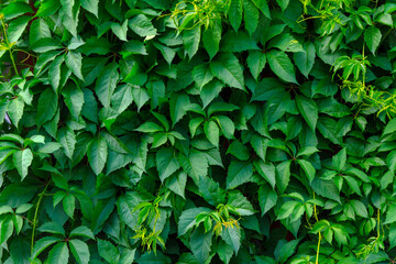 natural green background: a wall covered with a young climbing plant