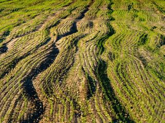 sown field, seeded field in spring