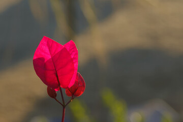The bright red petals of the Bougainvillea flower. Closeup.