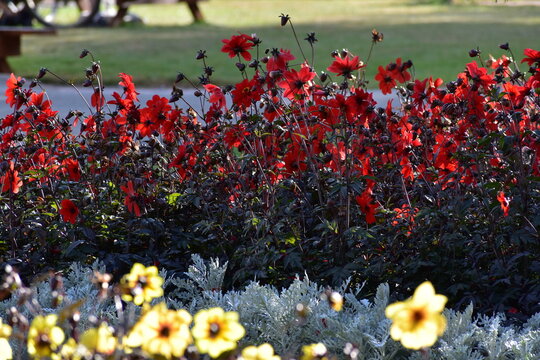 Sunlit Yellow And Red Garden Dahlias In The Park, Coventry, England, UK