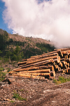 The aftermath of Vaia, an Italian storm, in Trentino with a pile of wood in the front and the forest in the background
