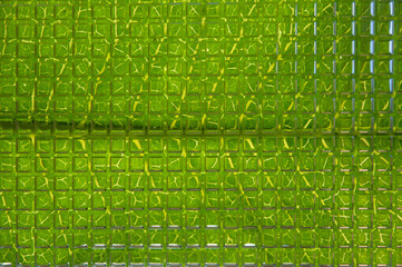 natural green background: blurred wide leaf with veins, visible through curly glass