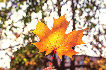 Naklejka na ściany i meble Hand holding golden orange maple leaf against a background of autumn park. Autumn background. Seasonal concept.