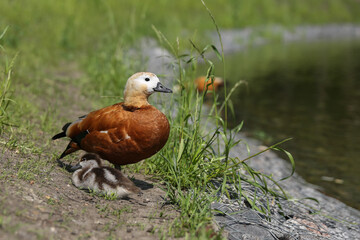 orange duck in summer park