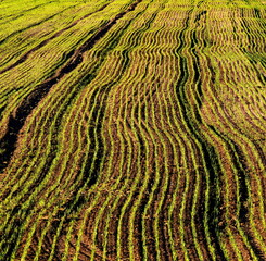 green field, sown field, seeded field at sunset
