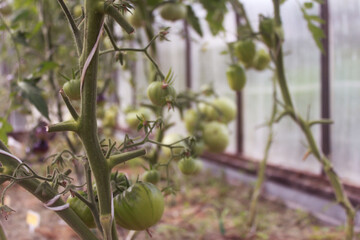 Tomatoes in the garden