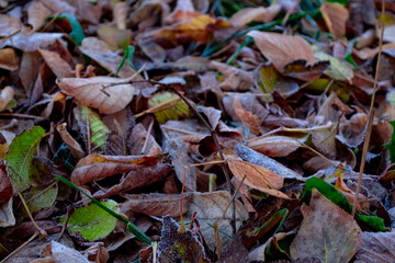 autumn leaves on the ground