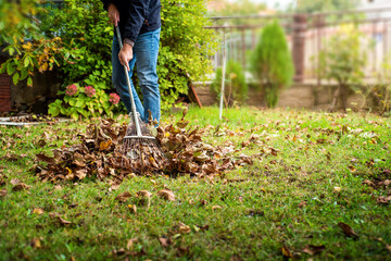 Man collecting fallen autumn leaves in his backyard - 386489795