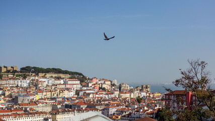 Taube &uuml;ber Lissabon
