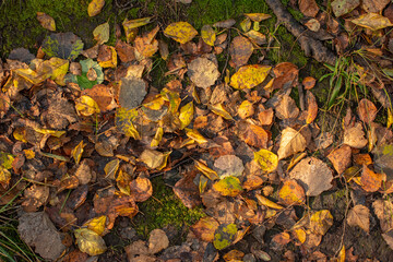 Obraz premium Yellow and brown autumn leaves on the ground.