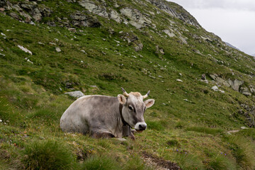 Fototapeta na wymiar Cow in the Mountains