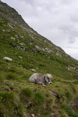 Kuh in den Bergen