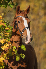 Trakehner breed horse in autumn