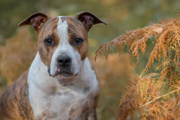 Portrait of american staffordshire terrier dog in autumn