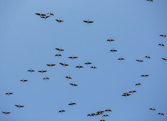 Migrating birds flying towards south against blue sky.