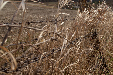 Barbed wire fence being reclaimed by grass and nature