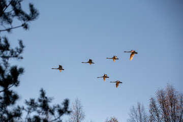 Migrating birds flying towards south against blue sky.