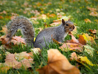 Naklejka na ściany i meble Squirrel sitting on the grass among autumn leaves