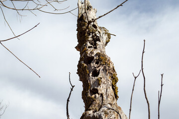 Tree with holes in it and a cloudy sky background