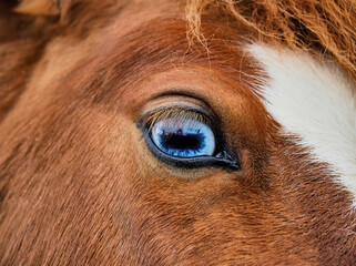A close-up of the blue eye of a red Shetland horse