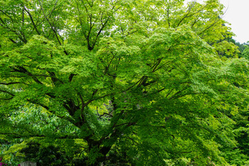 Obraz premium 日本楓の新緑の風景