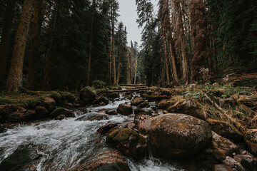 Mountain river in autumn forest. River rapids. Moody dark color tone photo. 