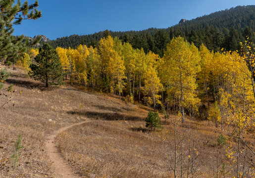 Hiking Trail Winding into Golden Aspen Grove in the Fall