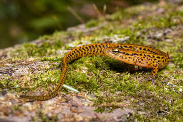 Longtail salamander - Eurycea longicauda
