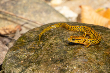 Obraz premium Longtail salamander - Eurycea longicauda