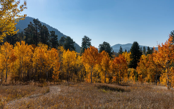 Sun Backlighting Orange and Gold Aspen Trees in Fall