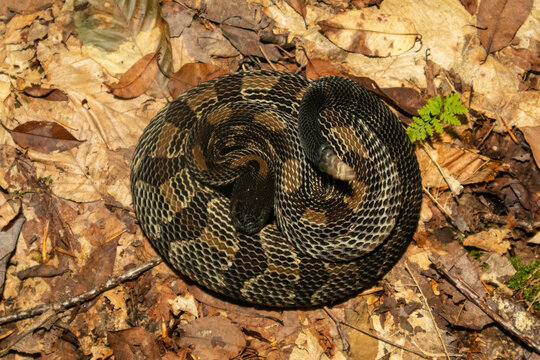 Black phase timber rattlesnake - Crotalus horridus