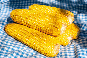bright yellow corn over cozy blue blanket top view. Autumn still life. time to harvest. organic farm maiz