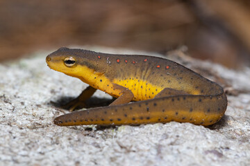 Eastern newt - Notophthalmus viridescens