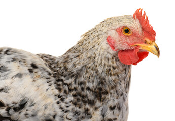 one gray rooster isolated on white background, studio shoot