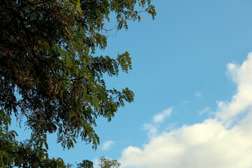 beautiful tree and sky in the afternoon