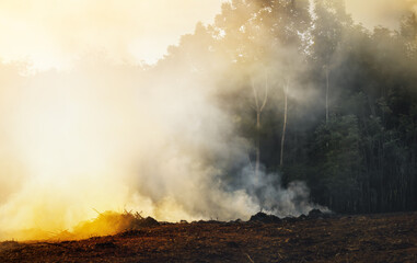 Deforestation of rainforest in Asia.  Smoke and air Pollution from agricultural burning farm fields.