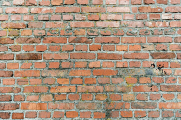 Obraz premium pattern old brick wall close up