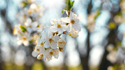 Plum tree with flowers in sunny weather, flowering trees