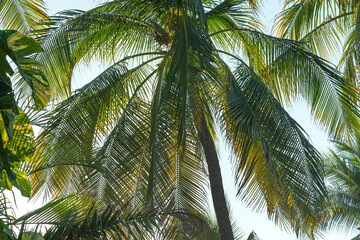 Fototapeta premium Palm trees branches with filtering sunlight Exuberant growth of these huge branches 