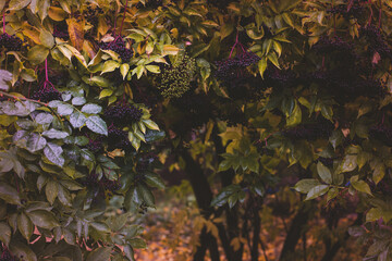 Elderberry bush in the autumn garden, toned