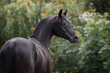 Portrait of a beautiful black arabian horse on natural green summer background, head closeup. Back side view