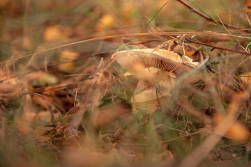 Fototapeta premium A beautiful large mushroom triumphal cobweb. Filmed from below. The plates on the cap are visible.